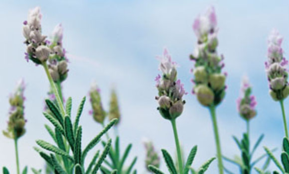 Lavender, Aveda Stress-Fix™